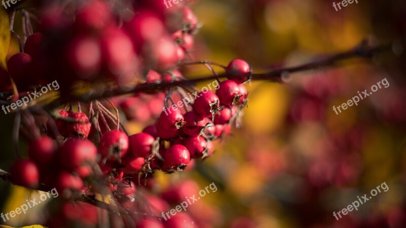 Berries Bokeh Branch Nature Berry