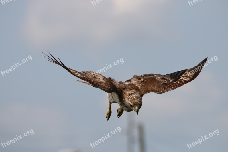 Red Tail Hawk Hawk Red-tailed Buteo Raptor