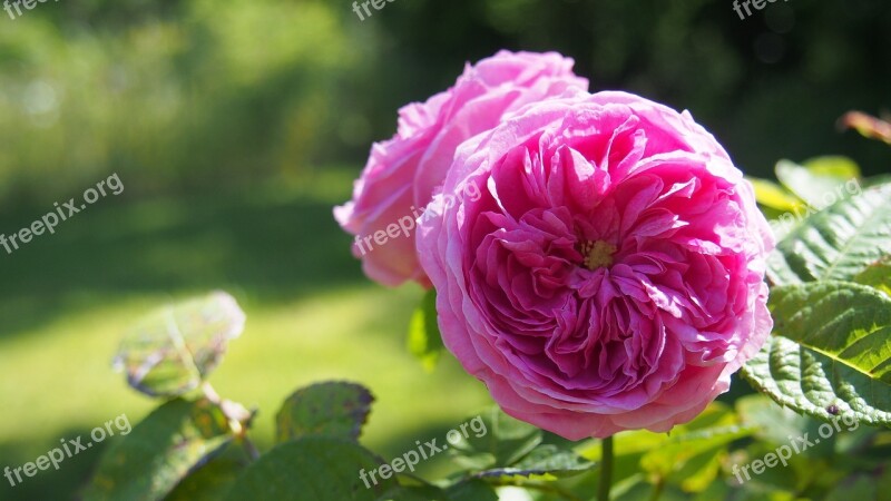 Flower Rosebush Provence Pink Petals