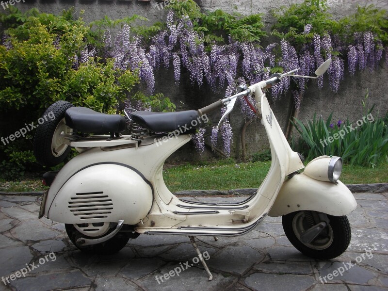 Wasp Wisteria Vintage Moto Free Photos