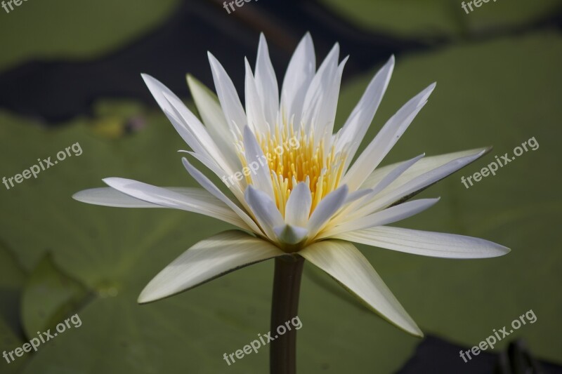 Water Lily Pond Zambezi Namibia Region