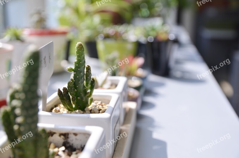 The Fleshy Sunshine Plant Window Sill Free Photos