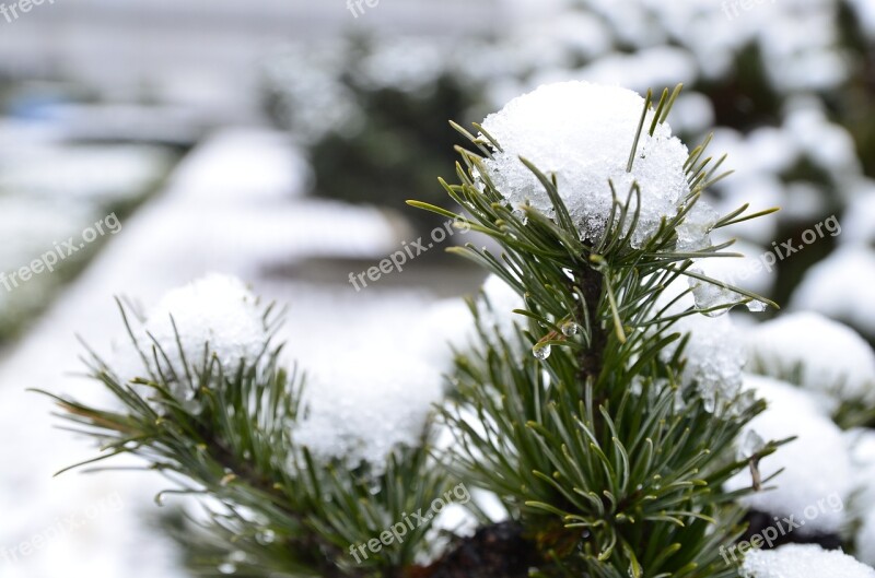 Snow Winter Plant Section Evergreen