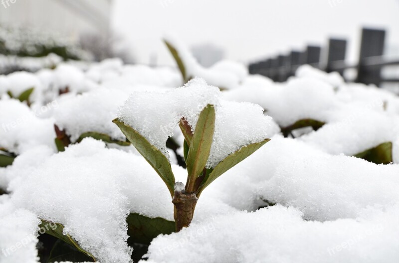 Snow Winter Plant Green Bushing