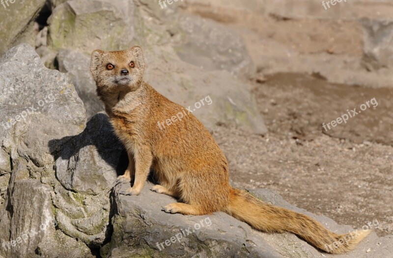 Animal Animals Mongoose Yellow Free Photos