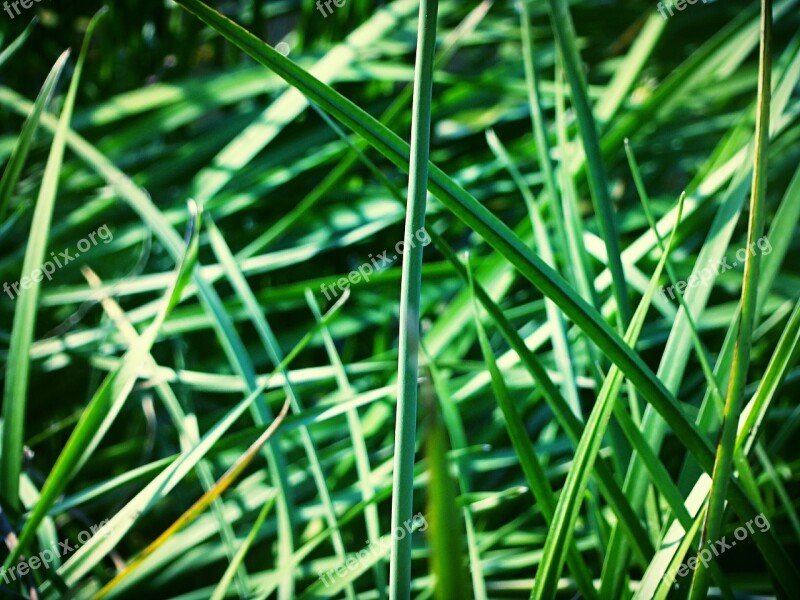 Greens Plants Grass Background Free Photos