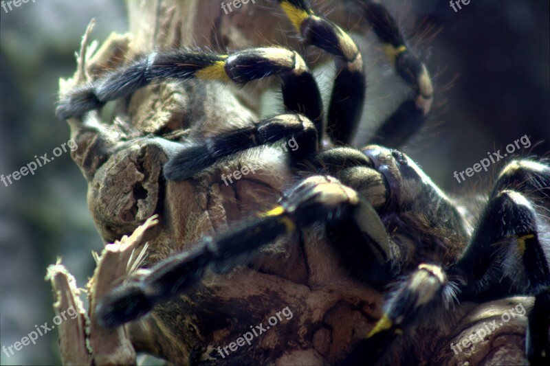 Tarantula Tree Tarantula Spider Poecilotheria Metallica