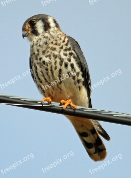 Falcon American Kestrel Kestrel Bird American