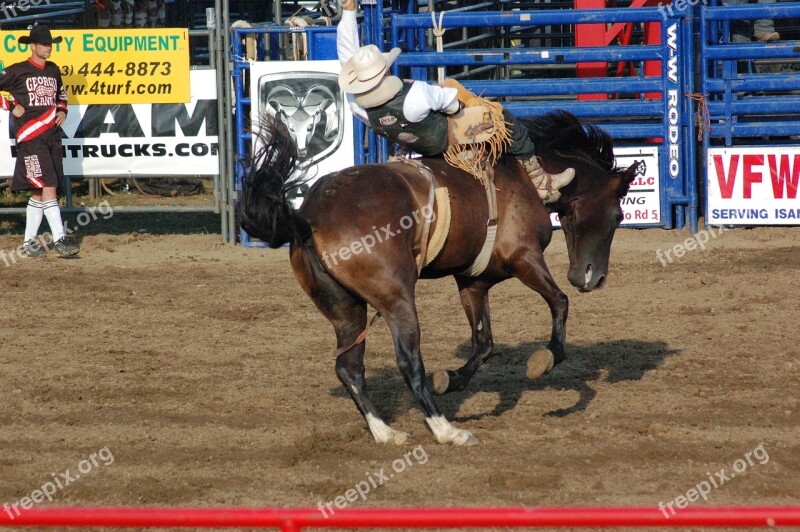 Rodeo Horse Horseback Cowboy Free Photos