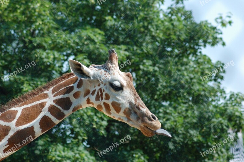 Giraffe Africa Animal Tongue Sticking Tongue Out