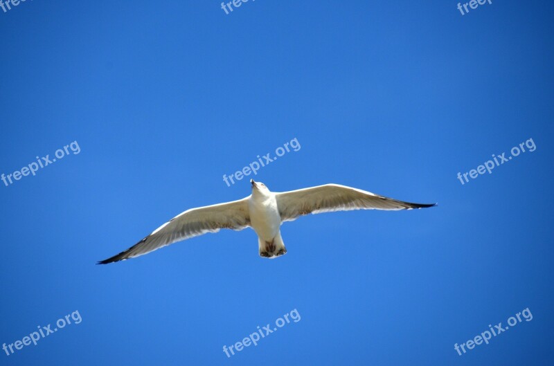 Seagull Blue Bird Gull Sea