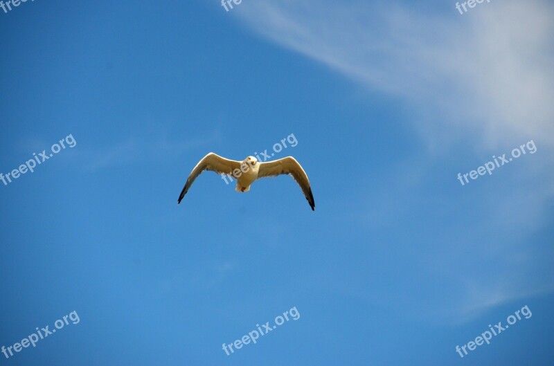 Seagull Blue Bird Gull Sea