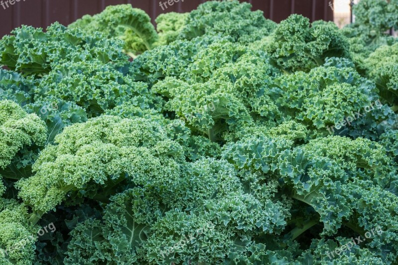 Kale Foliage Green A Vegetable Healthy