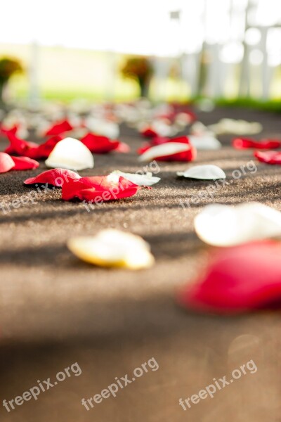 Rose Petals Red White Ground Free Photos