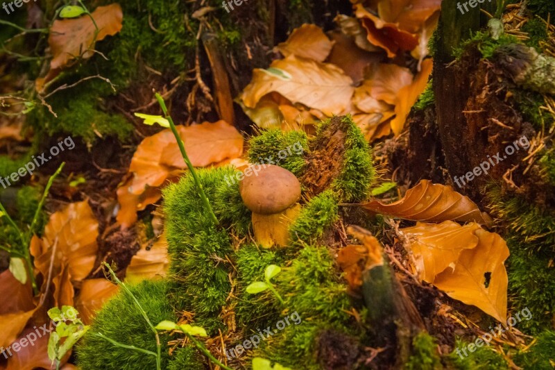 Foliage Autumn Nature Fungus Boletus