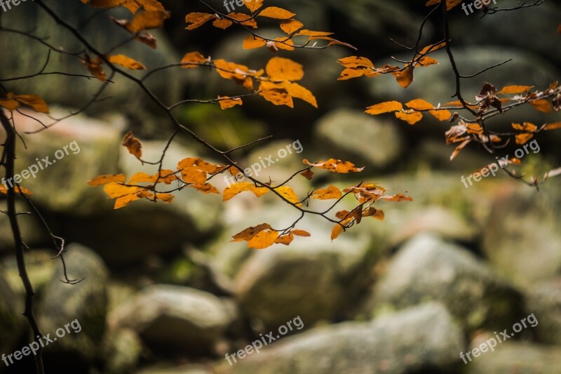 Foliage Autumn Nature Stones River