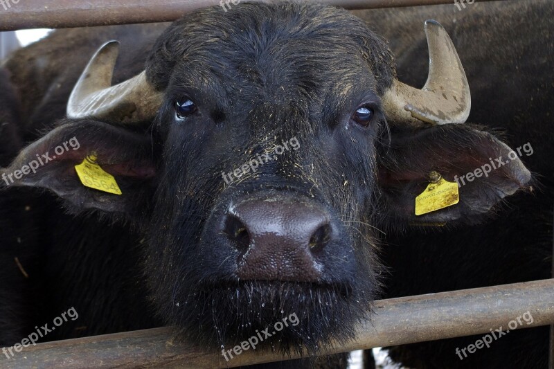 Italian Buffalo Buffalo Paestum Salerno Mozzarella