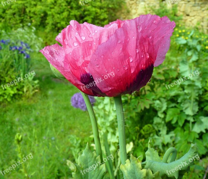 Flower Poppy Pink Poppy Garden Nature