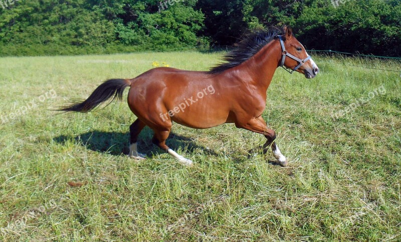 Horse Pure Arab Blood Breeding Mare Equine