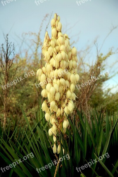 Flower White Bell Nature Summer Flowers