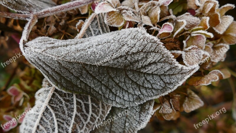 Hoarfrost Frost Leaf Hydrangea Frozen