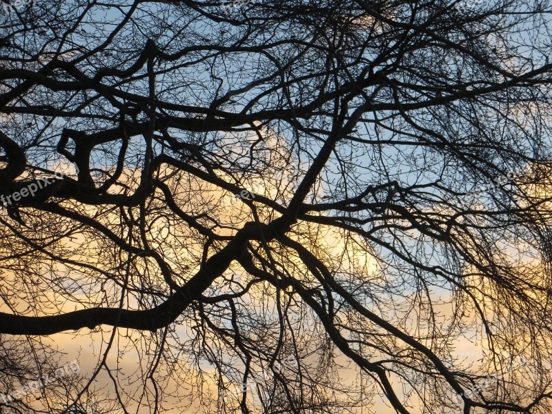 Trees Autumn Sunrise Nature Fall