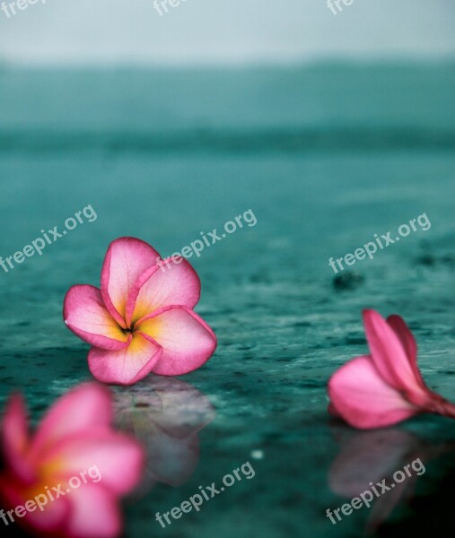 Plumeria Flower Sri Lanka Free Photos