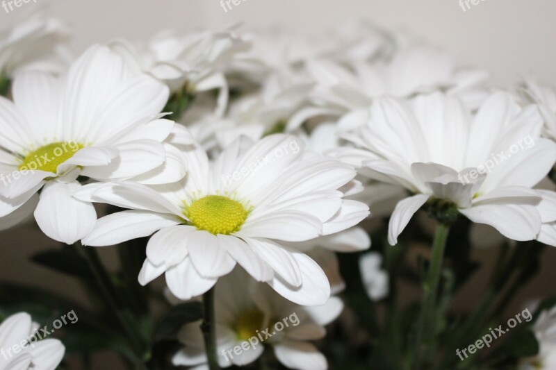 The Chrysanthemum White White Chrysanthemum Plant Flower