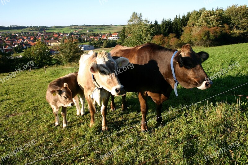 Cows Pasture Landscape Village Cattle