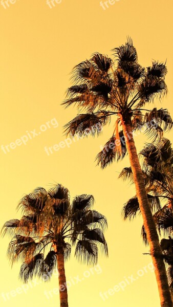 Palm Tree Sky Afternoon Tropical Exotic