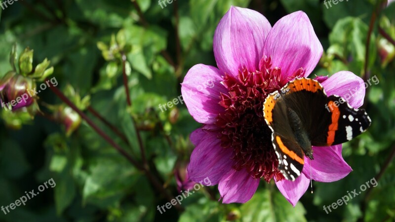 Dahlia Autumn Flower Butterfly Free Photos