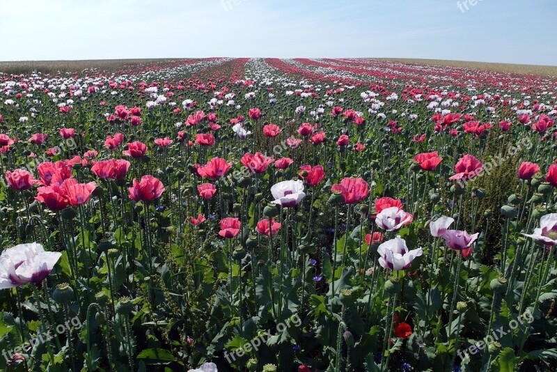 Field Of Poppies Flowers Blossom Bloom Free Photos