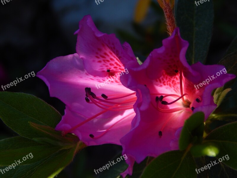 Azalea Flower Garden Nature Purple