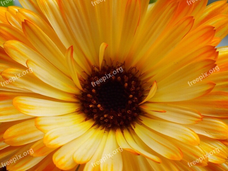 Calendula Yellow Flower Summer Flower Free Photos