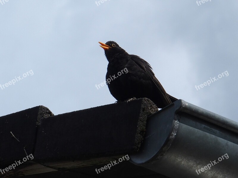 Blackbird Whistles From Roof Blackbird Male Blackbird Free Photos