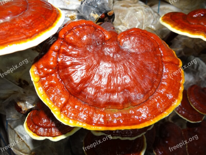 Ganoderma Medicinal Mushrooms Lingzhi Mushroom Free Photos