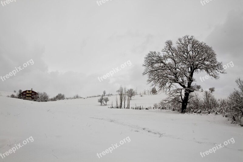 Snow Winter Tree Cold Mountain