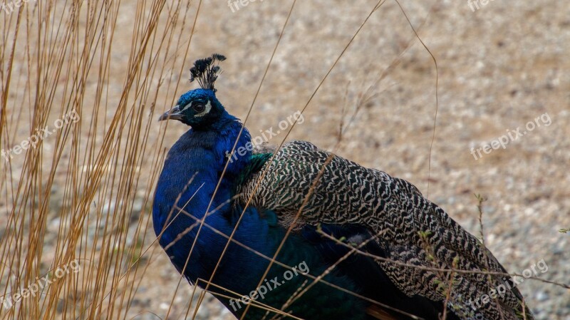 Peacock Males Bird Blue Animal