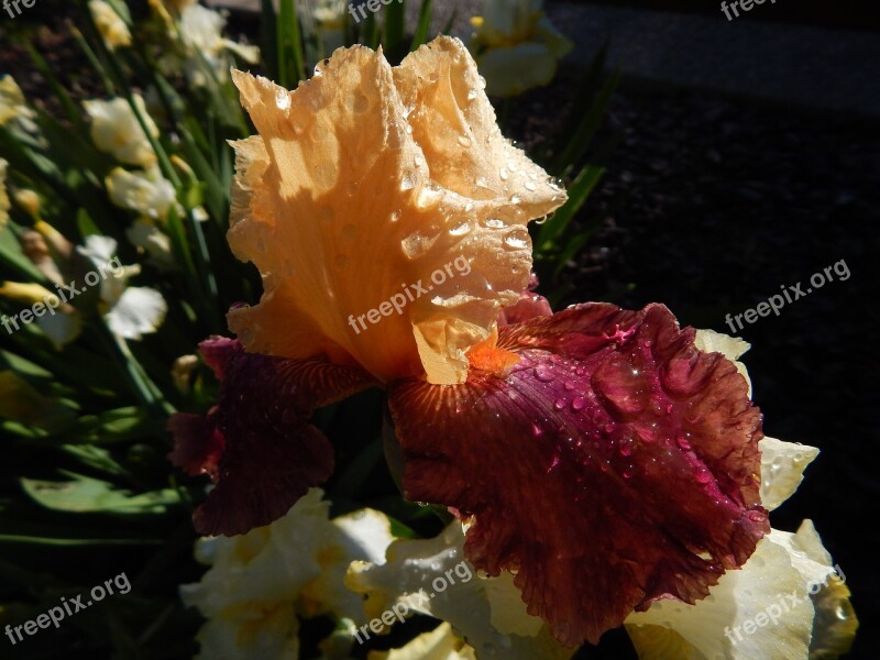 Flower Iris Nature Plant Bloom