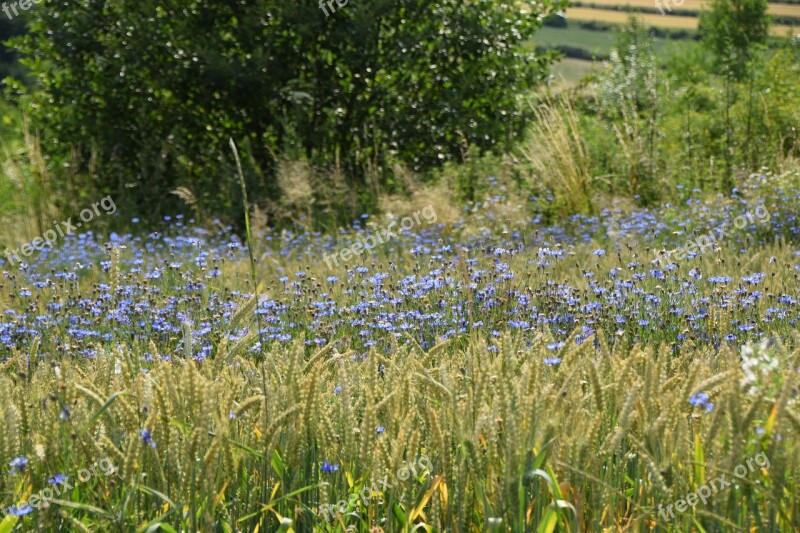 Cornflowers Meadow Flowers Summer Free Photos