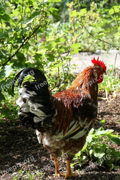 Bird Rooster Hen Free Photos