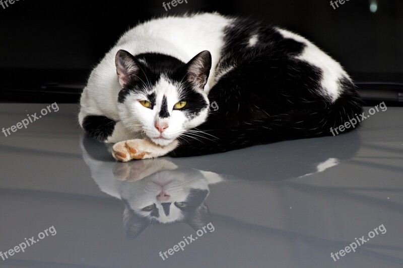 Cat Reflection Sleepy Pet Animal