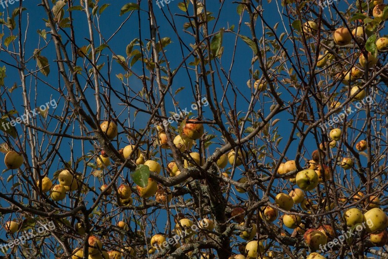 Apple Apples Cider Fruit Free Photos