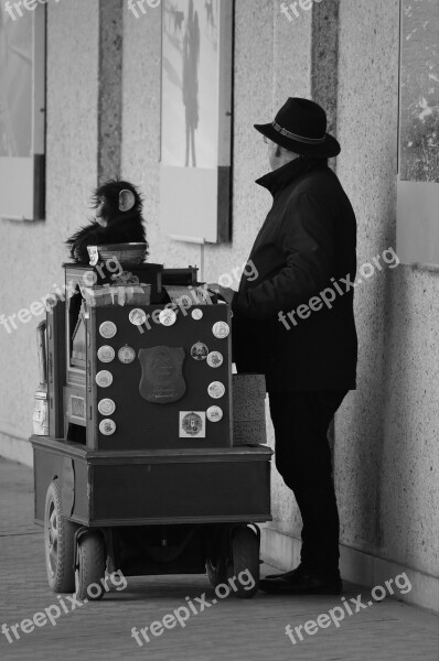 Organ Organ Player Music Musician Monkey