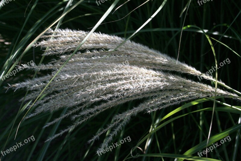 Flower Wheat Outside Downtown Gardens Midland