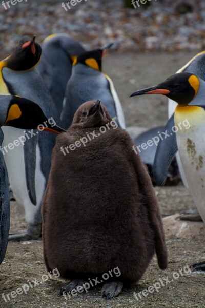 Penguin Pingu Young Penguin Baby Parents