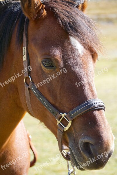 Horse Brown Horse Head Eye Animal