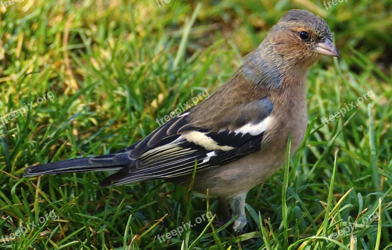 Chaffinch Bird Fink Songbird Animal