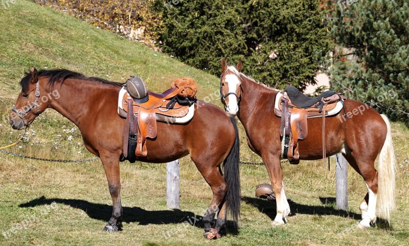 Horses Riding Horses Saddle Ride Break