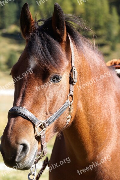 Horse Head Brown Horse Animal Brown Horse